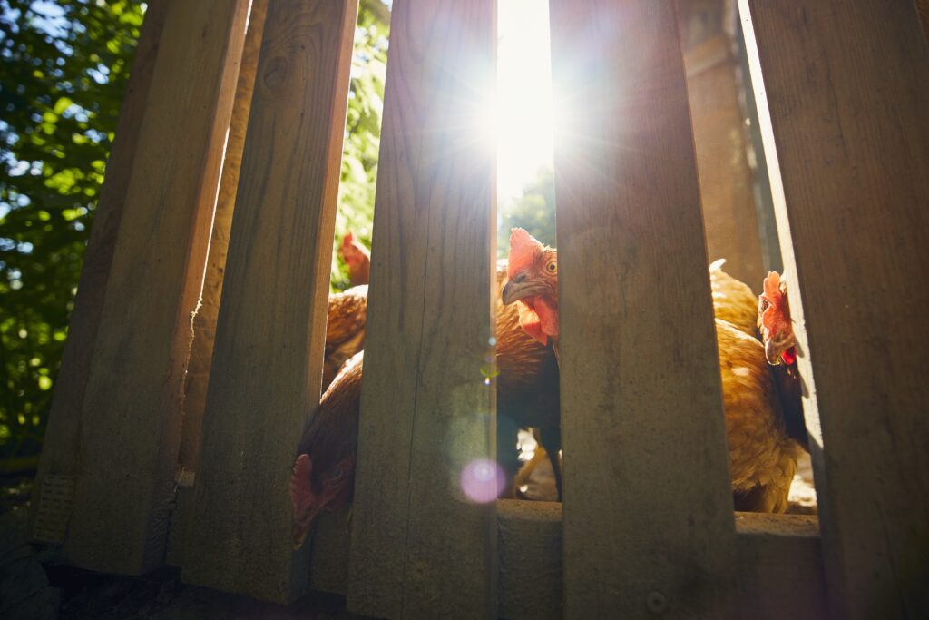 Frank Stronach hat eine Bio-Farm