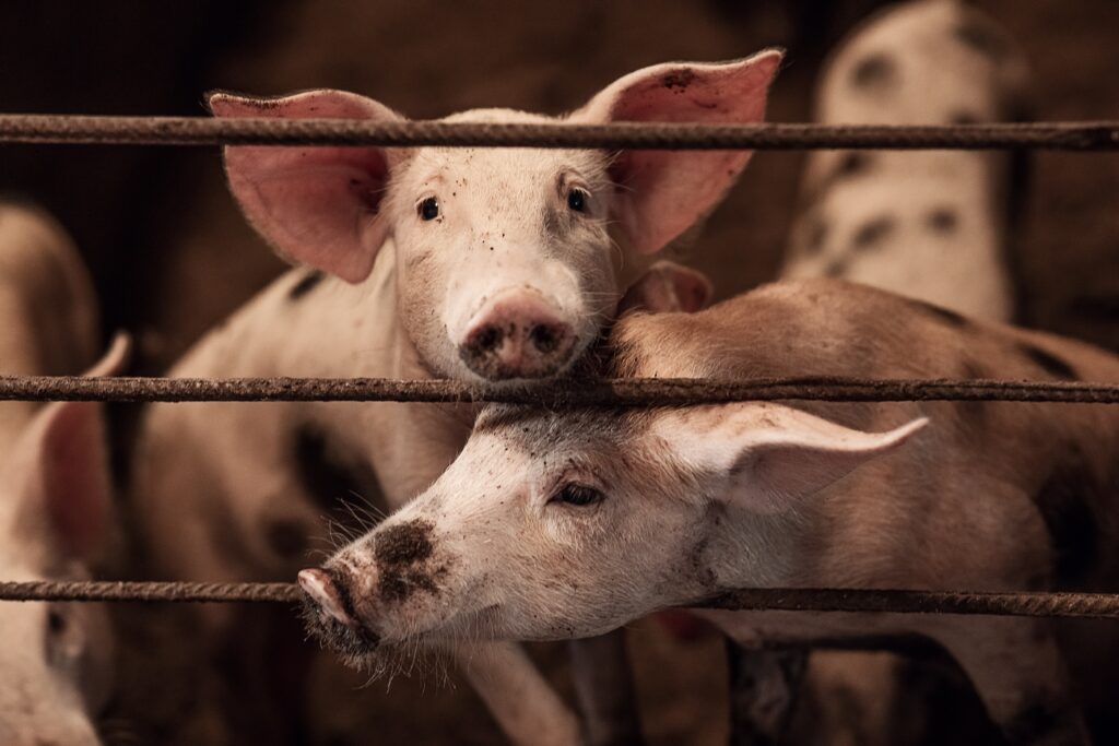 Clemens Tönnies zwei junge Schweine in Nahaufnahme