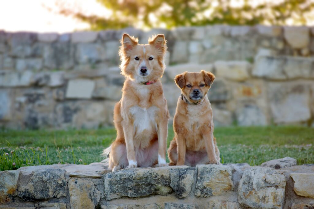 Zwei Hunde sitzen auf Steinen